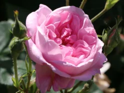 Parkrose 'Fantin Latour' 20 Parkrose 'Fantin Latour' -Deutschland Garten Funk Verkaufs-Shop parkrose fantin latour m005582 w 6