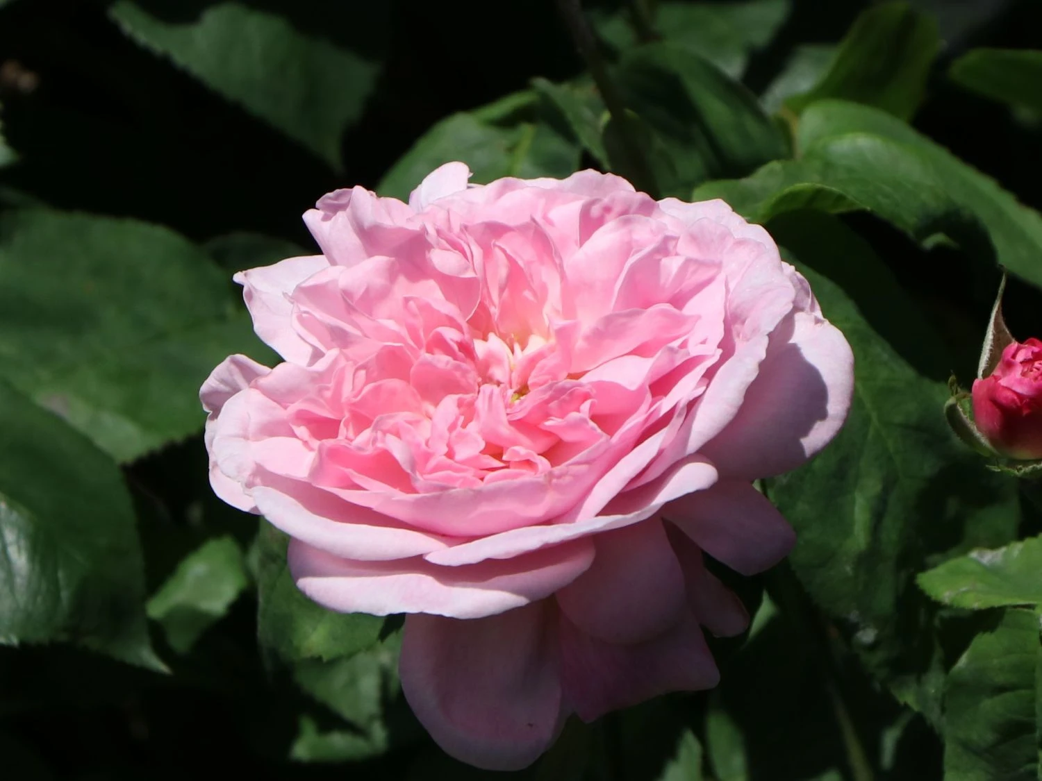 Parkrose 'Fantin Latour' 8 Parkrose 'Fantin Latour' – Bild 8