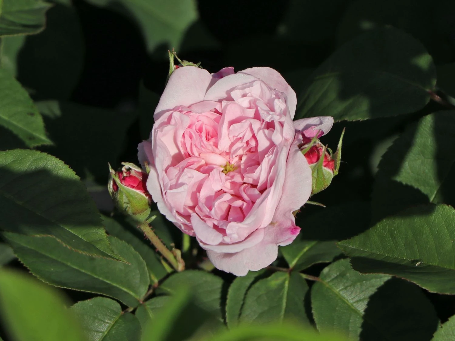 Parkrose 'Fantin Latour' 6 Parkrose 'Fantin Latour' – Bild 6