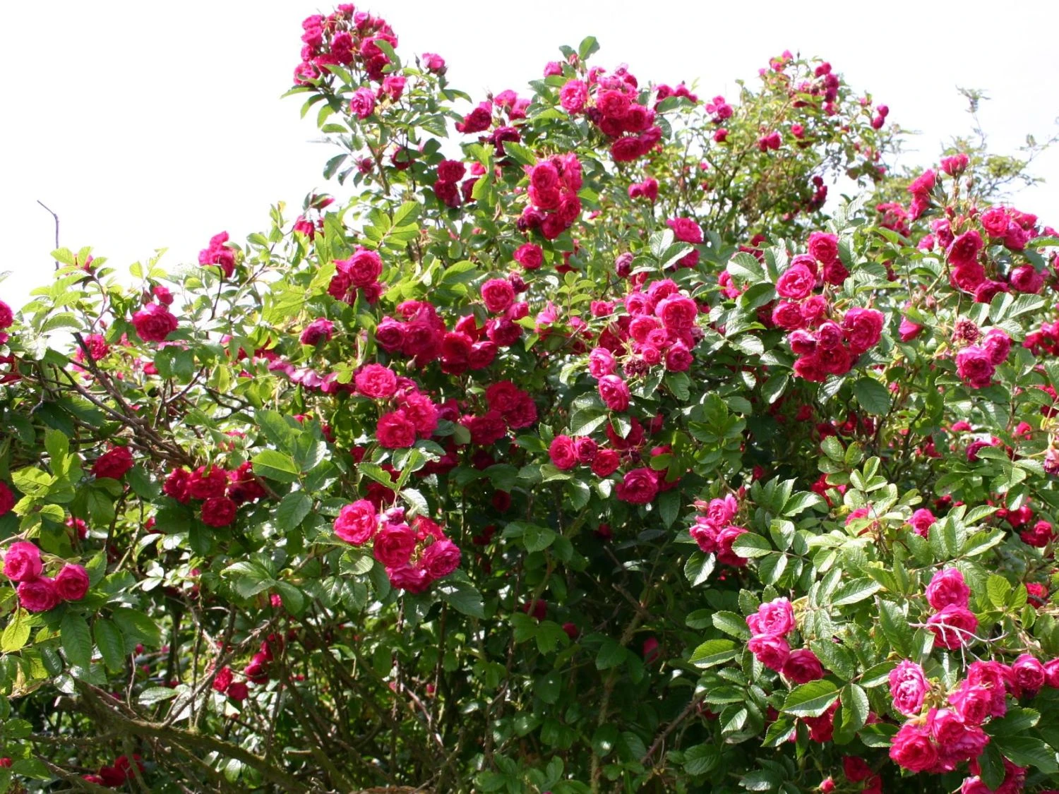 Parkrose 'F. J. Grootendorst' 3 Parkrose 'F. J. Grootendorst' – Bild 3