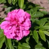 Parkrose 'Hansa'