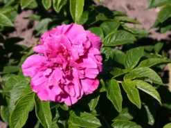 Parkrose 'Hansa'