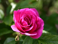 Parkrose 'Hansa' 11 Parkrose 'Hansa' -Deutschland Garten Funk Verkaufs-Shop parkrose hansa m005604 w 0