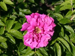 Parkrose 'Hansa' 13 Parkrose 'Hansa' -Deutschland Garten Funk Verkaufs-Shop parkrose hansa m005604 w 2