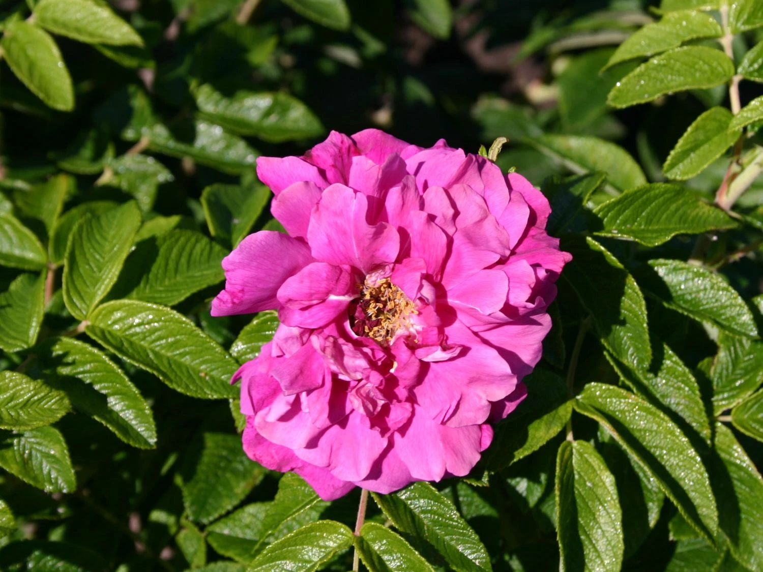 Parkrose 'Hansa' 6 Parkrose 'Hansa' – Bild 6