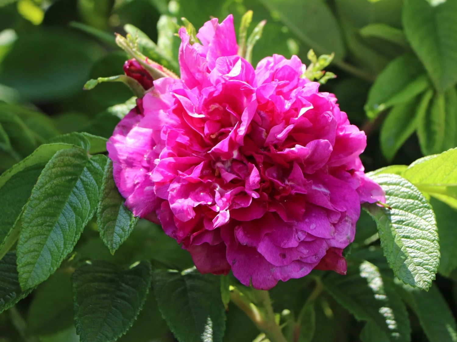 Parkrose 'Hansa' 3 Parkrose 'Hansa' – Bild 3