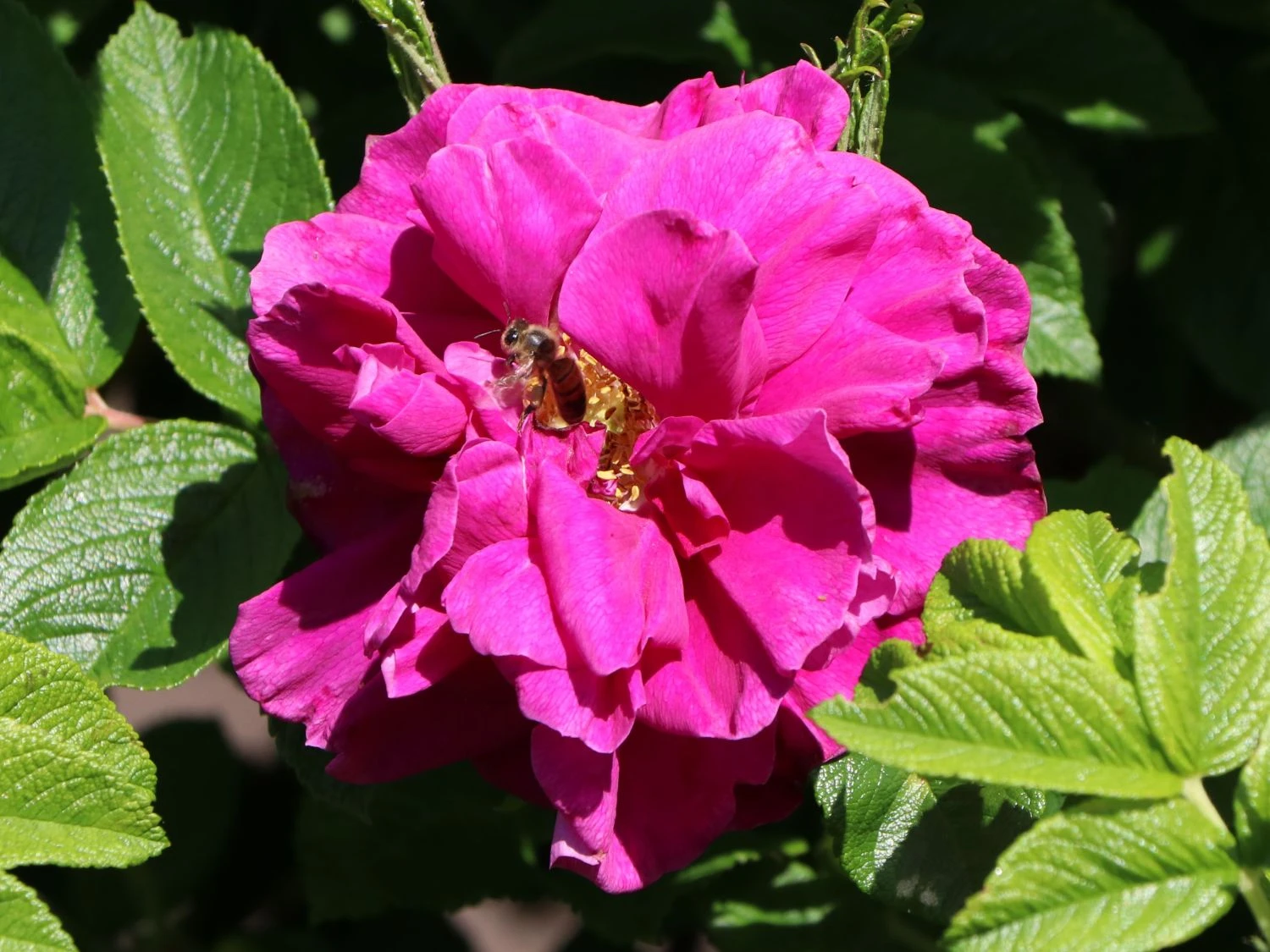 Parkrose 'Hansa' 7 Parkrose 'Hansa' – Bild 7