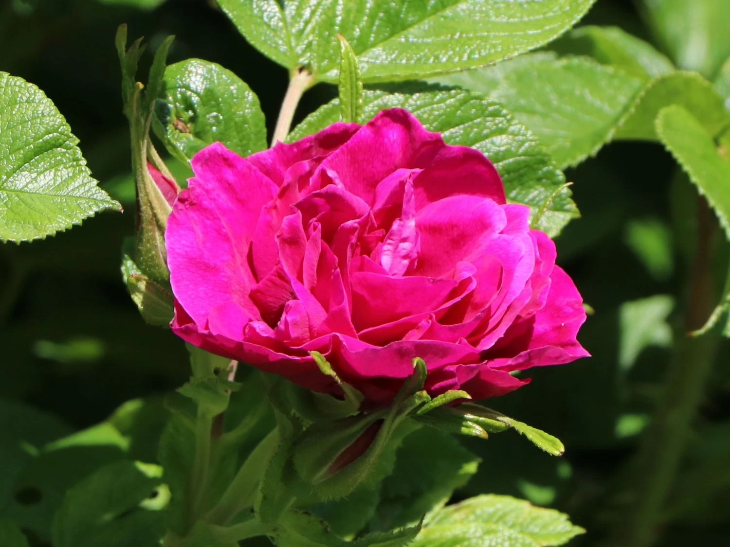 Parkrose 'Hansa' 2 Parkrose 'Hansa' – Bild 2