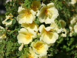 Chinesische Gold-Rose