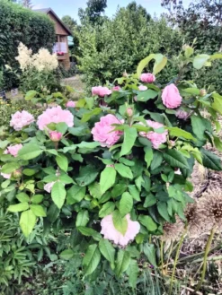 Parkrose 'Jacques Cartier' 17 Parkrose 'Jacques Cartier' -Deutschland Garten Funk Verkaufs-Shop parkrose jacques cartier m005616 615954 0