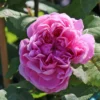 Parkrose 'Jacques Cartier'