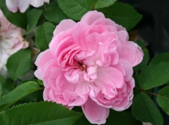 Parkrose 'Jacques Cartier' 13 Parkrose 'Jacques Cartier' -Deutschland Garten Funk Verkaufs-Shop parkrose jacques cartier m005616 w 0