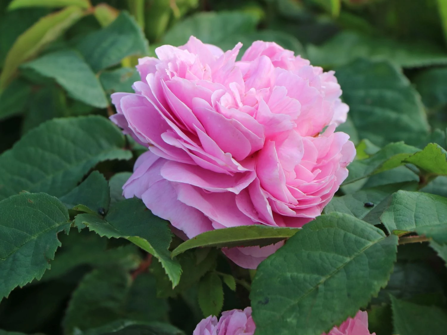 Parkrose 'Jacques Cartier' 2 Parkrose 'Jacques Cartier' – Bild 2