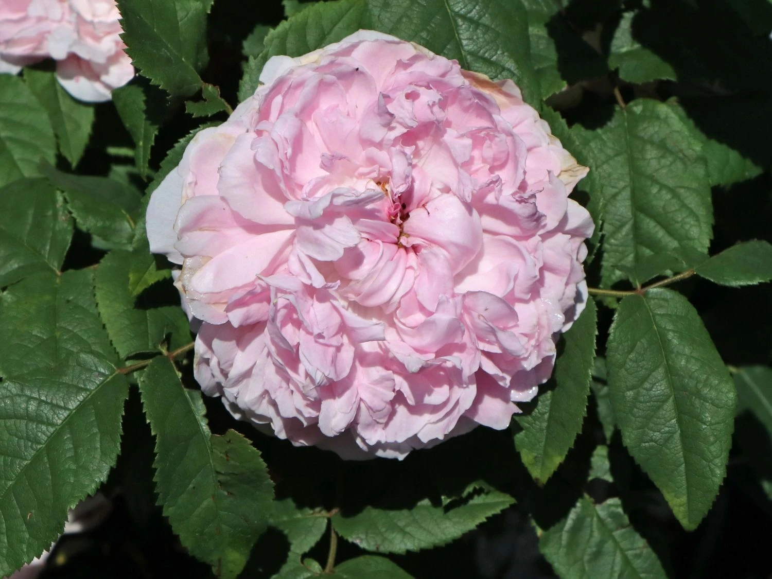 Parkrose 'Jacques Cartier' 7 Parkrose 'Jacques Cartier' – Bild 7