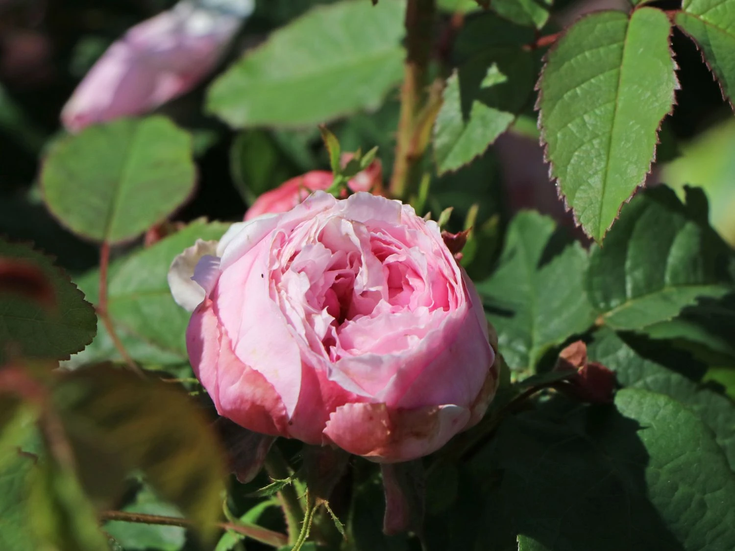 Parkrose 'Jacques Cartier' 6 Parkrose 'Jacques Cartier' – Bild 6