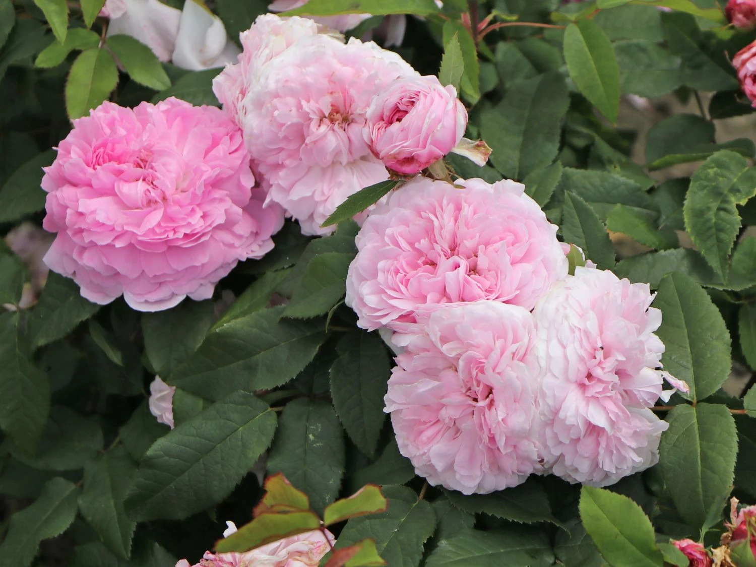 Parkrose 'Jacques Cartier' 3 Parkrose 'Jacques Cartier' – Bild 3