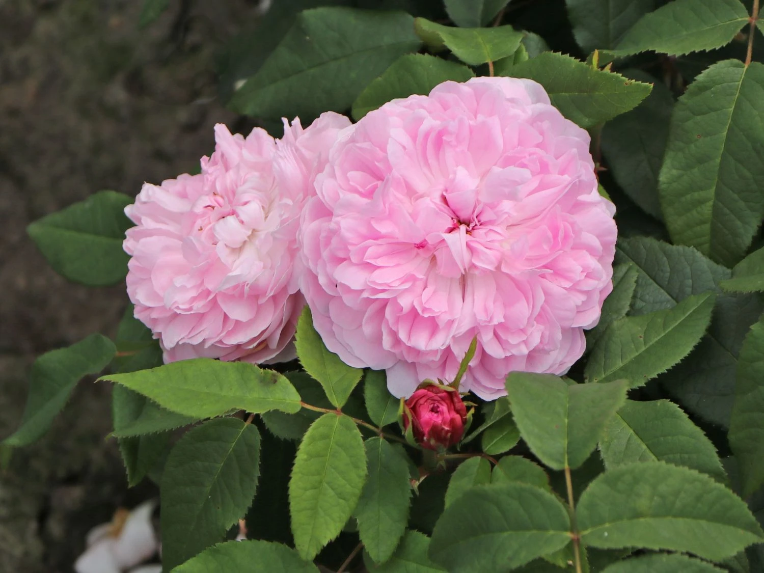 Parkrose 'Jacques Cartier' 8 Parkrose 'Jacques Cartier' – Bild 8