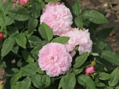 Parkrose 'Jacques Cartier' 12 Parkrose 'Jacques Cartier' -Deutschland Garten Funk Verkaufs-Shop parkrose jacques cartier m005616 w 6