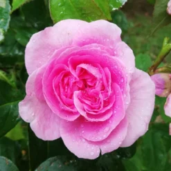 Parkrose 'Königin Von Dänemark' 7 Parkrose 'Königin Von Dänemark' -Deutschland Garten Funk Verkaufs-Shop parkrose koenigin von daenemark m005618 455309 0