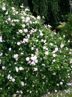 Parkrose 'Königin Von Dänemark' 6 Parkrose 'Königin Von Dänemark' -Deutschland Garten Funk Verkaufs-Shop parkrose koenigin von daenemark m005618 w 0