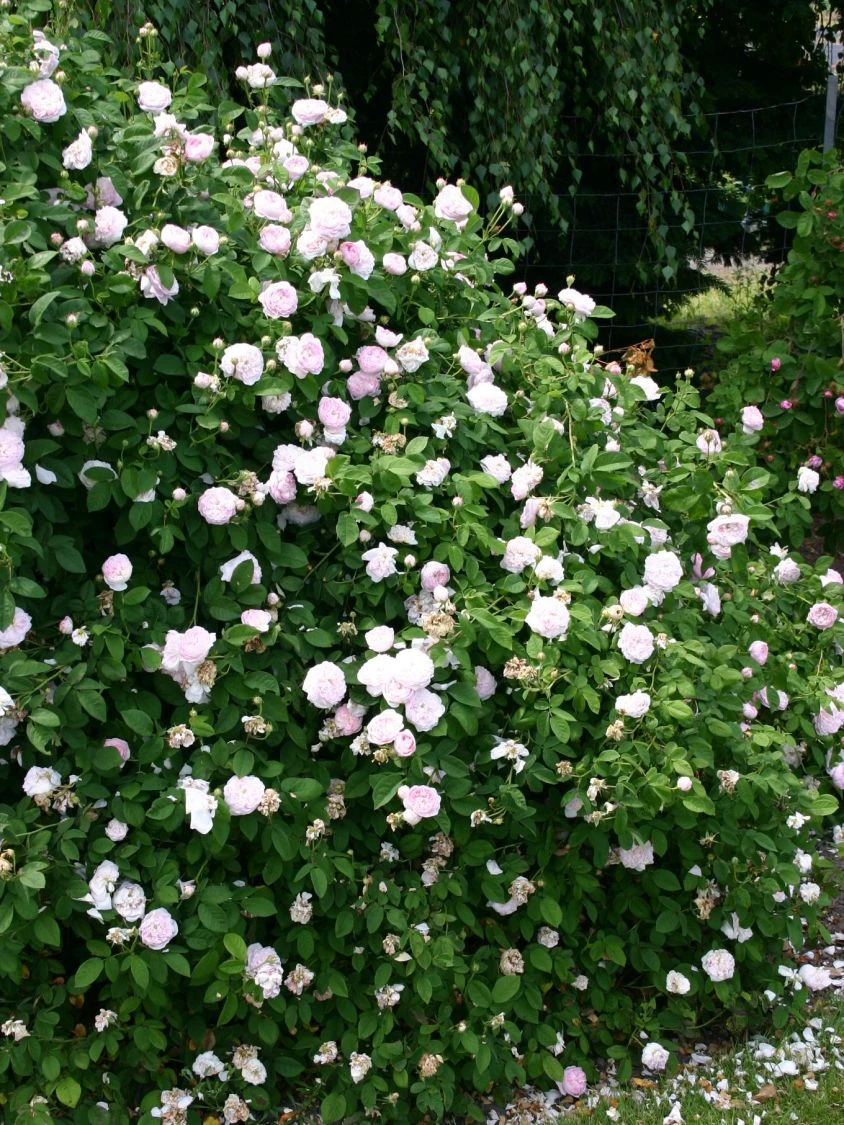 Parkrose 'Königin Von Dänemark' 3 Parkrose 'Königin Von Dänemark' – Bild 3