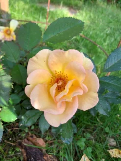 Parkrose 'Maigold' -Deutschland Garten Funk Verkaufs-Shop parkrose maigold m005622 193676 0