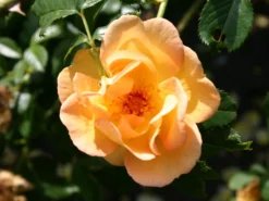 Parkrose 'Maigold' -Deutschland Garten Funk Verkaufs-Shop parkrose maigold m005622 w 0