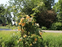 Parkrose 'Maigold' -Deutschland Garten Funk Verkaufs-Shop parkrose maigold m005622 w 1