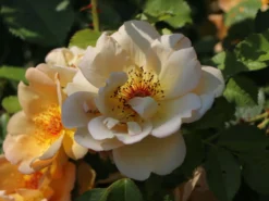 Parkrose 'Maigold' -Deutschland Garten Funk Verkaufs-Shop parkrose maigold m005622 w 2