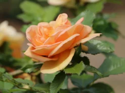 Parkrose 'Maigold' -Deutschland Garten Funk Verkaufs-Shop parkrose maigold m005622 w 3
