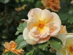 Parkrose 'Maigold' -Deutschland Garten Funk Verkaufs-Shop parkrose maigold m005622 w 4