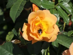 Parkrose 'Maigold' -Deutschland Garten Funk Verkaufs-Shop parkrose maigold m005622 w 7