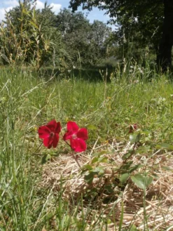 Parkrose 'Robusta' ® 36 Parkrose 'Robusta' ® -Deutschland Garten Funk Verkaufs-Shop parkrose robusta m005646 506742 1