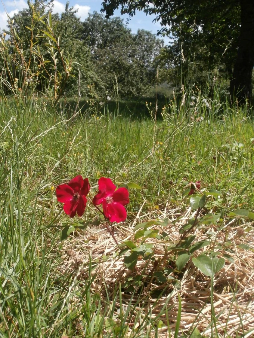 Parkrose 'Robusta' ® 18 Parkrose 'Robusta' ® – Bild 18