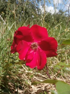 Parkrose 'Robusta' ® 35 Parkrose 'Robusta' ® -Deutschland Garten Funk Verkaufs-Shop parkrose robusta m005646 506742 2