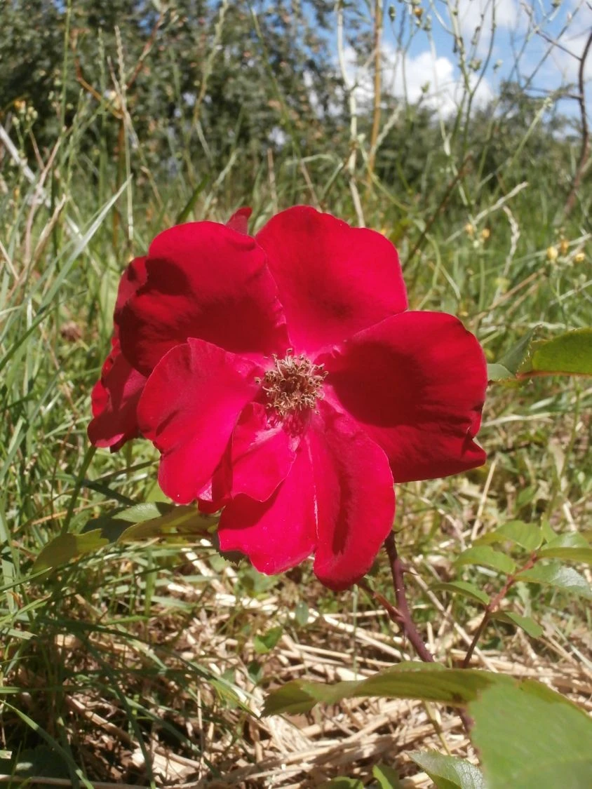 Parkrose 'Robusta' ® 17 Parkrose 'Robusta' ® – Bild 17