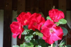 Parkrose 'Robusta' ® 34 Parkrose 'Robusta' ® -Deutschland Garten Funk Verkaufs-Shop parkrose robusta m005646 506742 3