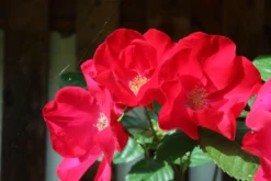 Parkrose 'Robusta' ® 33 Parkrose 'Robusta' ® -Deutschland Garten Funk Verkaufs-Shop parkrose robusta m005646 506742 4