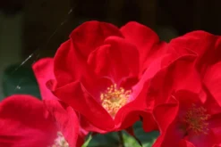 Parkrose 'Robusta' ® 32 Parkrose 'Robusta' ® -Deutschland Garten Funk Verkaufs-Shop parkrose robusta m005646 506742 5