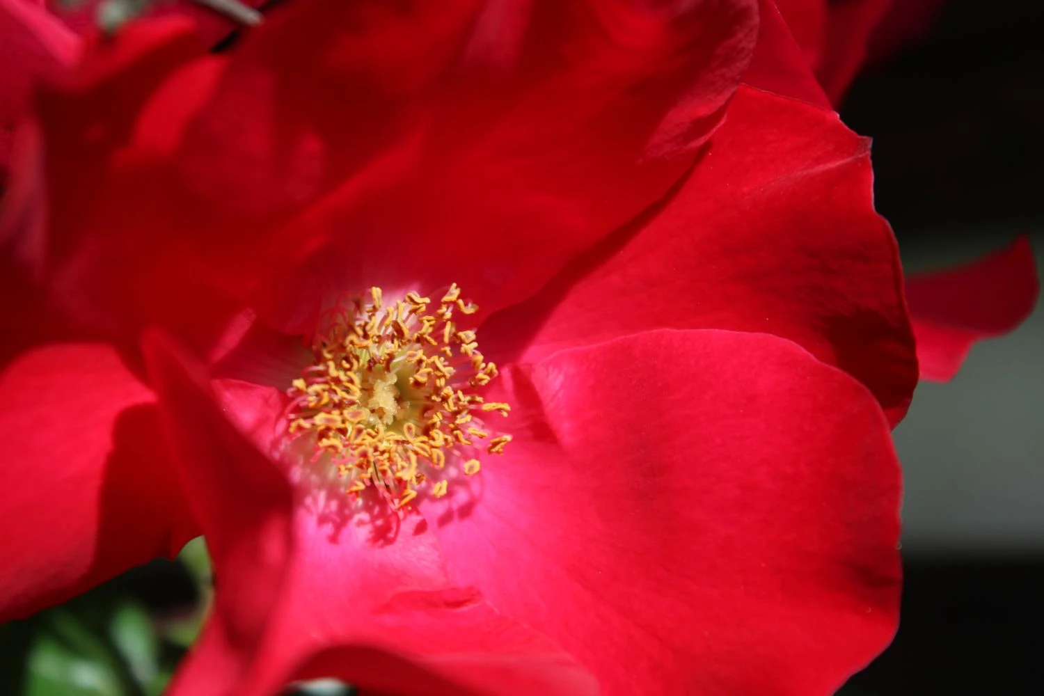 Parkrose 'Robusta' ® 13 Parkrose 'Robusta' ® – Bild 13