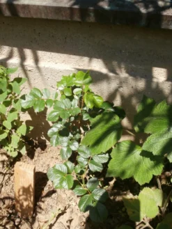 Parkrose 'Robusta' ® 30 Parkrose 'Robusta' ® -Deutschland Garten Funk Verkaufs-Shop parkrose robusta m005646 506742 7