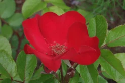 Parkrose 'Robusta' ® 37 Parkrose 'Robusta' ® -Deutschland Garten Funk Verkaufs-Shop parkrose robusta m005646 750159 0