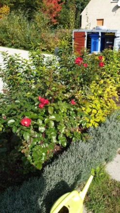 Parkrose 'Robusta' ® 29 Parkrose 'Robusta' ® -Deutschland Garten Funk Verkaufs-Shop parkrose robusta m005646 981414 0