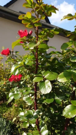 Parkrose 'Robusta' ® 28 Parkrose 'Robusta' ® -Deutschland Garten Funk Verkaufs-Shop parkrose robusta m005646 981414 1