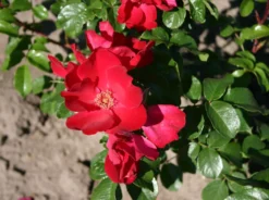 Parkrose 'Robusta' ® 23 Parkrose 'Robusta' ® -Deutschland Garten Funk Verkaufs-Shop parkrose robusta m005646 w 0