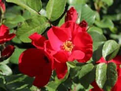 Parkrose 'Robusta' ® 22 Parkrose 'Robusta' ® -Deutschland Garten Funk Verkaufs-Shop parkrose robusta m005646 w 1