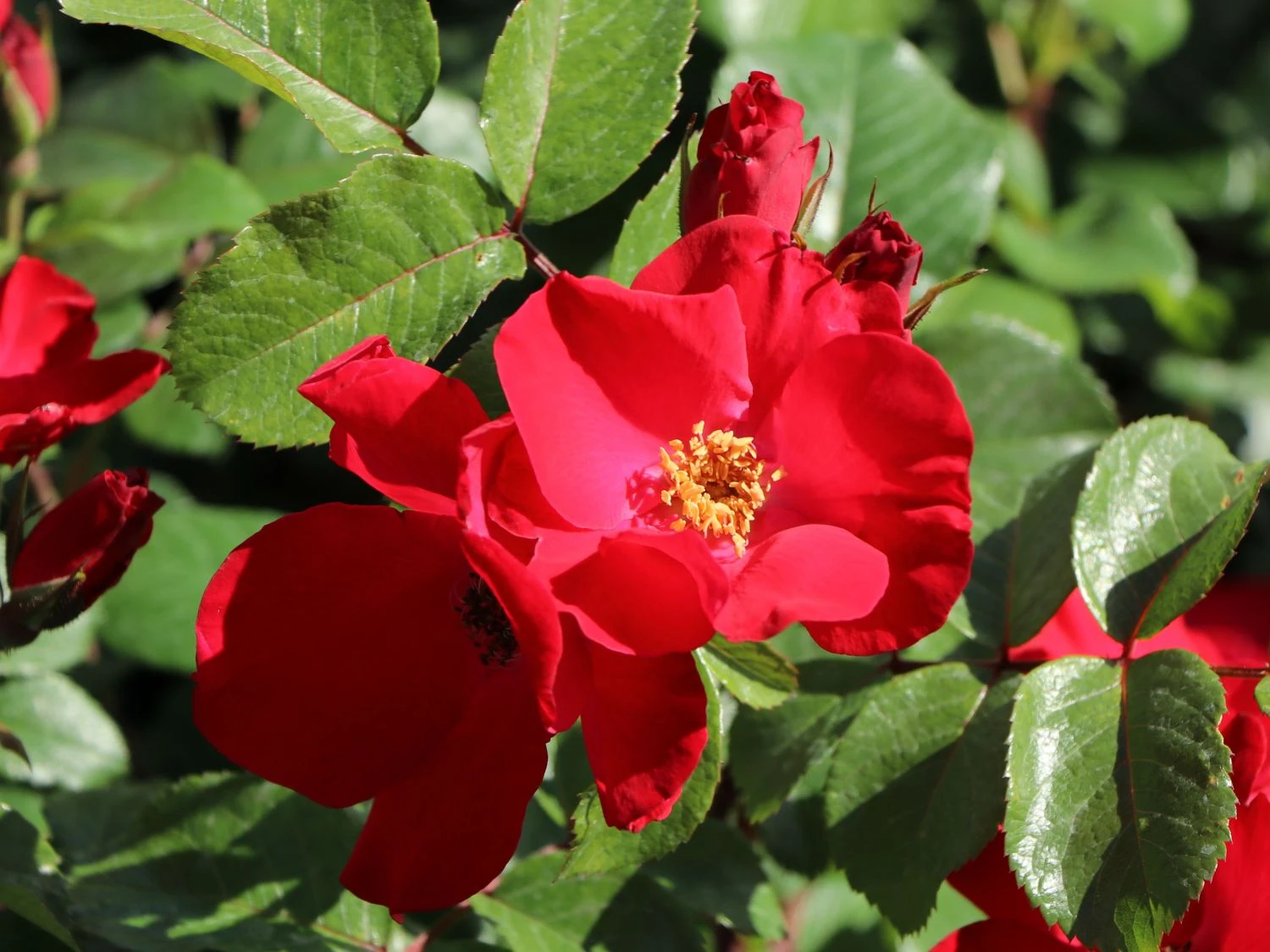 Parkrose 'Robusta' ® 4 Parkrose 'Robusta' ® – Bild 4