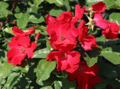 Parkrose 'Robusta' ® 21 Parkrose 'Robusta' ® -Deutschland Garten Funk Verkaufs-Shop parkrose robusta m005646 w 2