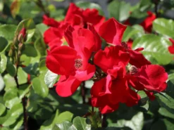 Parkrose 'Robusta' ® 25 Parkrose 'Robusta' ® -Deutschland Garten Funk Verkaufs-Shop parkrose robusta m005646 w 3