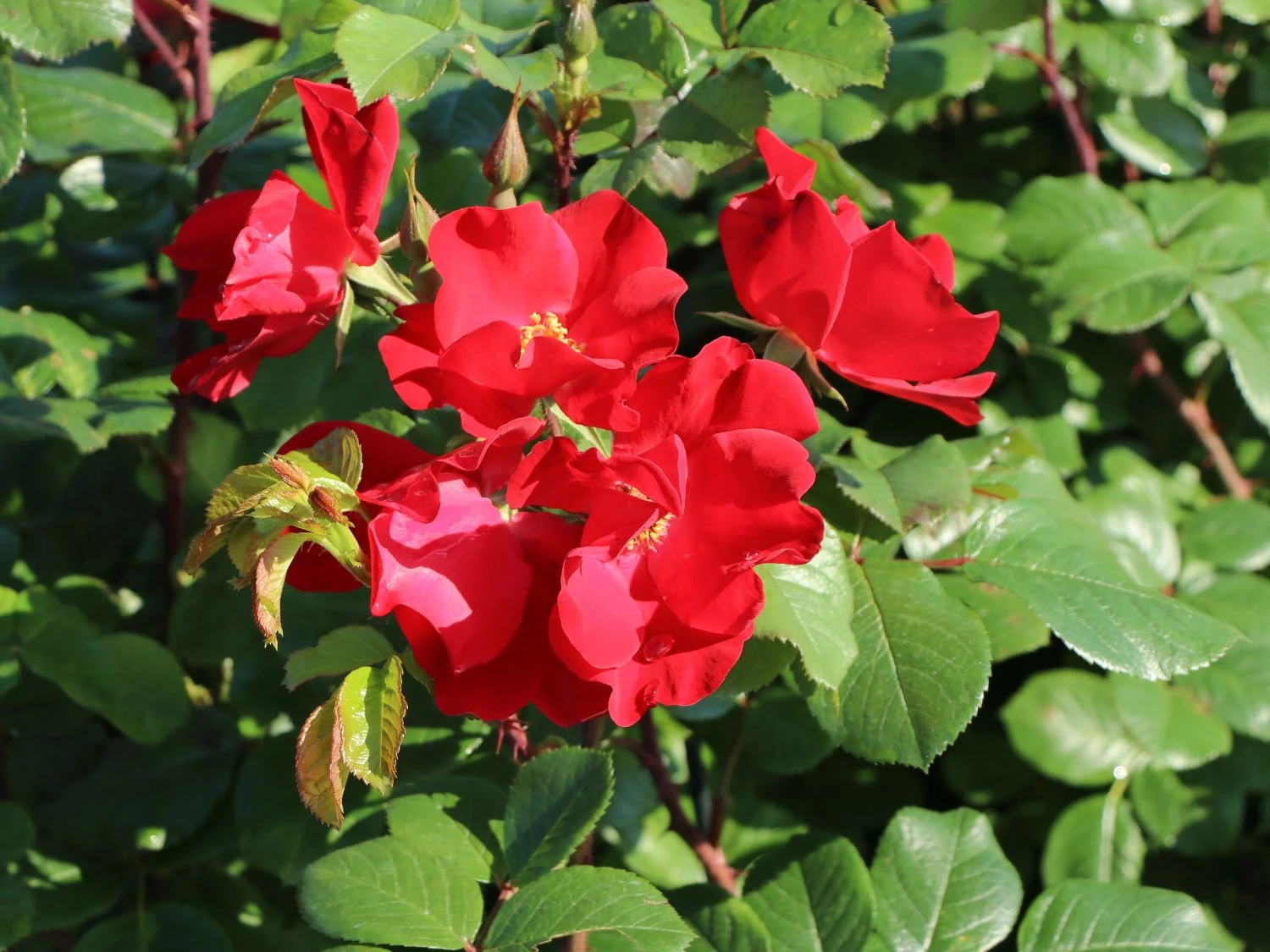 Parkrose 'Robusta' ® 9 Parkrose 'Robusta' ® – Bild 9